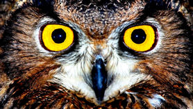 【Pets & Animals English - 40】Your Life Will be Better After you Know About Frogmouths ( 蛙嘴貓後讓生活更美好 )