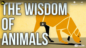 【Pets & Animals English - 30】The Wisdom of Animals ( 動物的智慧 )