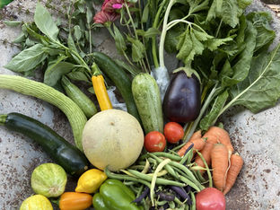 Fresh from Wellspring Charitable Gardens this Week - September 5, 2024