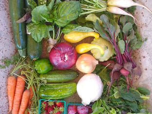 From the Garden this Week, June 17, 2021