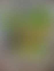 From the Garden this Week, October 21, 2021...