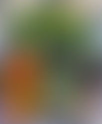 Fresh from Wellspring Charitable Gardens - August 21, 2025