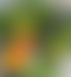 Fresh from Wellspring Charitable Gardens - February 5, 2026