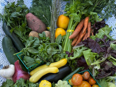 Fresh from Wellspring Charitable Gardens - June 11, 2026