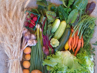 From the Garden this Week, June 10, 2021...