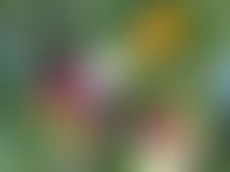 Fresh from Wellspring Charitable Gardens - March 26, 2026