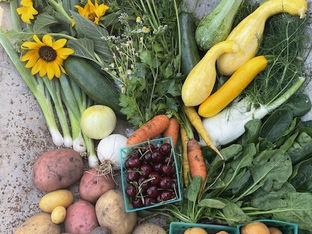 Fresh from Wellspring Charitable Gardens Today - June 13, 2024