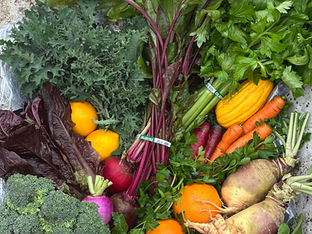 Fresh from Wellspring Charitable Gardens - January 22, 2026