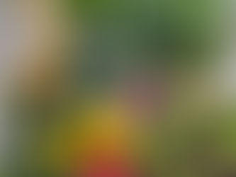 Fresh from Wellspring Charitable Gardens - December 12, 2024