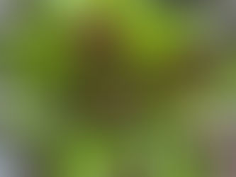 From the Garden This Week, December 2, 2021...