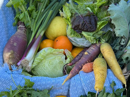 Fresh from Wellspring Charitable Gardens - March 12, 2026