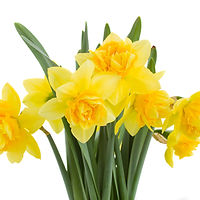 yelllow Blumen