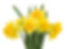 Yellow Daffodils Bouquet