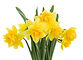 Yelllow Flowers