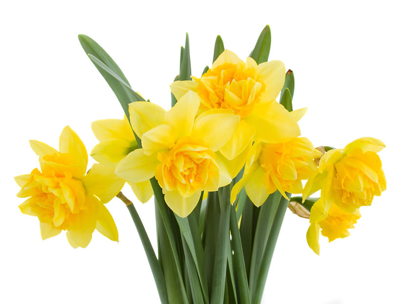 Yelllow Flores