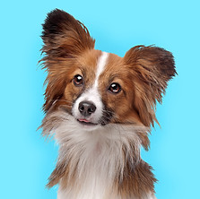 Cute Papillon Dog