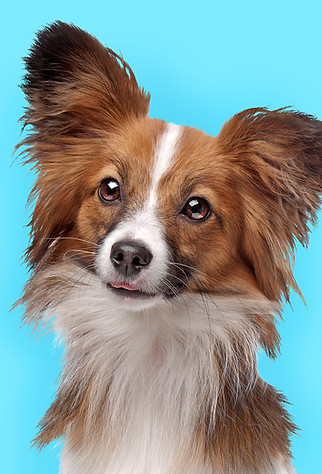 Cão bonito de Papillon