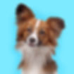 Cute Papillon Dog
