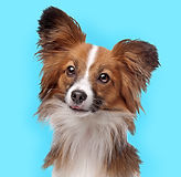 Cute Papillon Dog