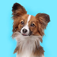 Cute Papillon Dog