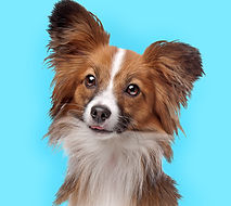 Cute Papillon Dog