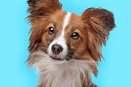 Cute Papillon Dog
