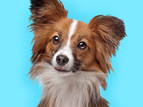 What is Your Dog's Coat Type? A Comprehensive Guide