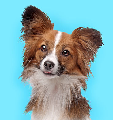 Cute Papillon Dog