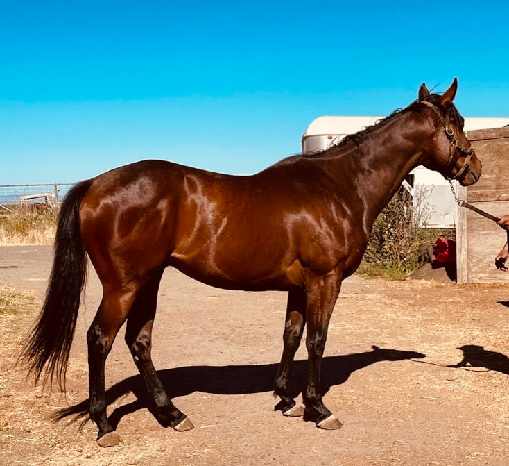 By prominent California sire Smiling Tiger, Maverick will be paramount to our Veterans project!