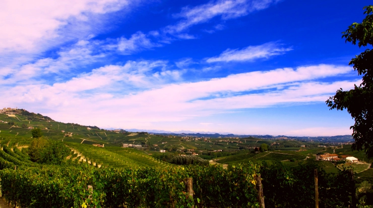 Franco Moloino Vinyeard Good.webp