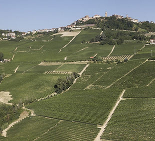 Rocche C Vineyard_edited.jpg