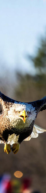 eagle.jpeg