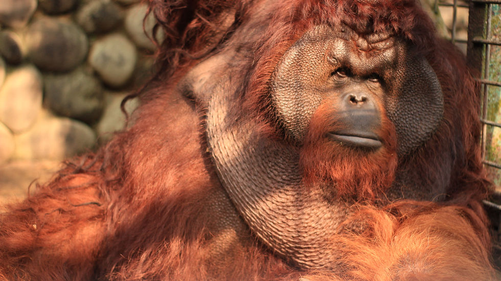 Orangutans: Ambassadors of Our Forests