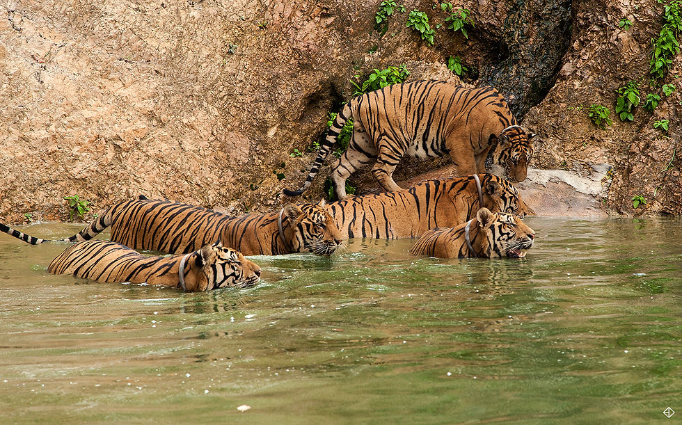 Tigers at play