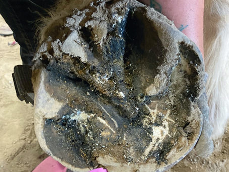 Thrush and Why Are We Now Being Concerned