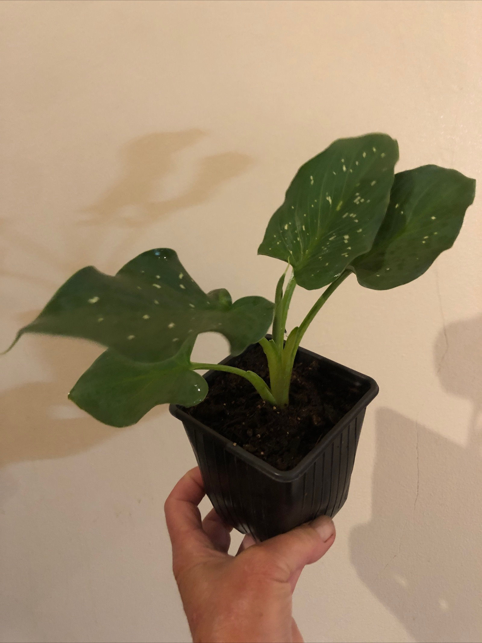 Zantedeschia ‘Hercules’