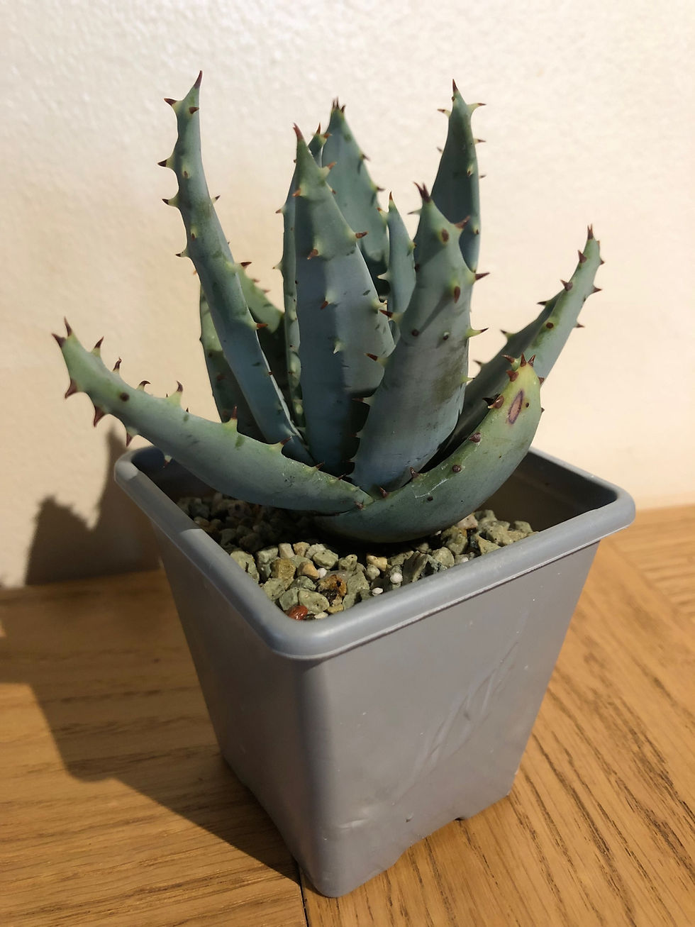 Thumbnail: Aloe peglerae