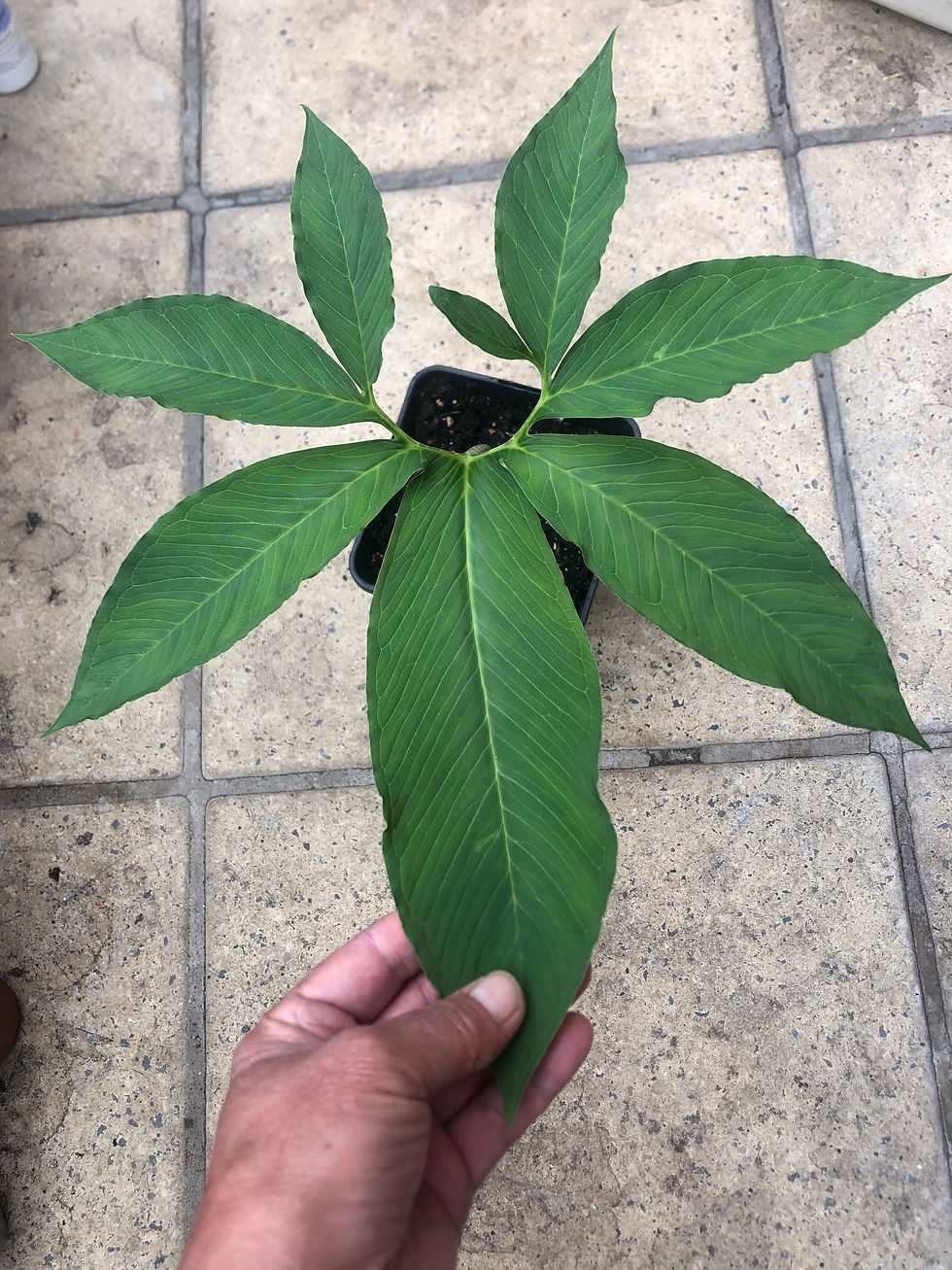 Thumbnail: Sauromatum venosum