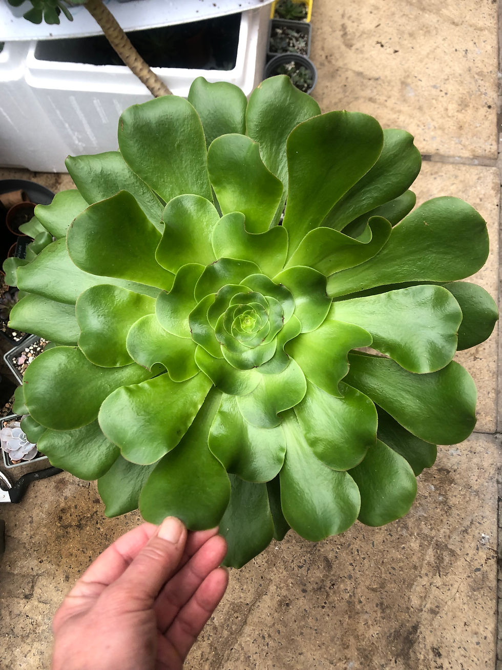 Thumbnail: Aeonium undulatum