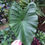 Thumbnail: Colocasia 'Fontanesii'
