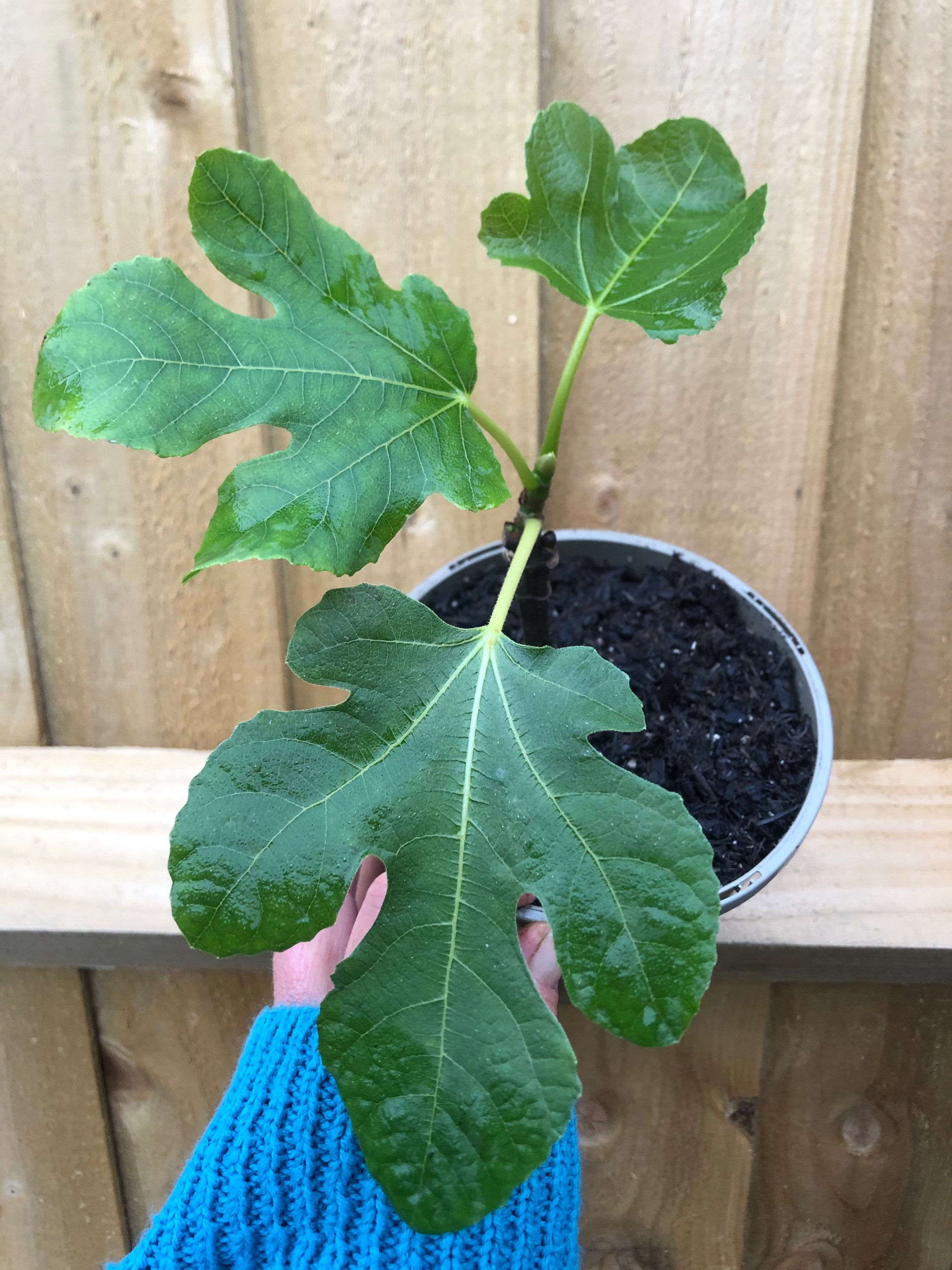 Ficus carica 'Brown Turkey'