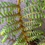 Thumbnail: Sphaeropteris (Cyathea) cooperi 'Highland Lace'