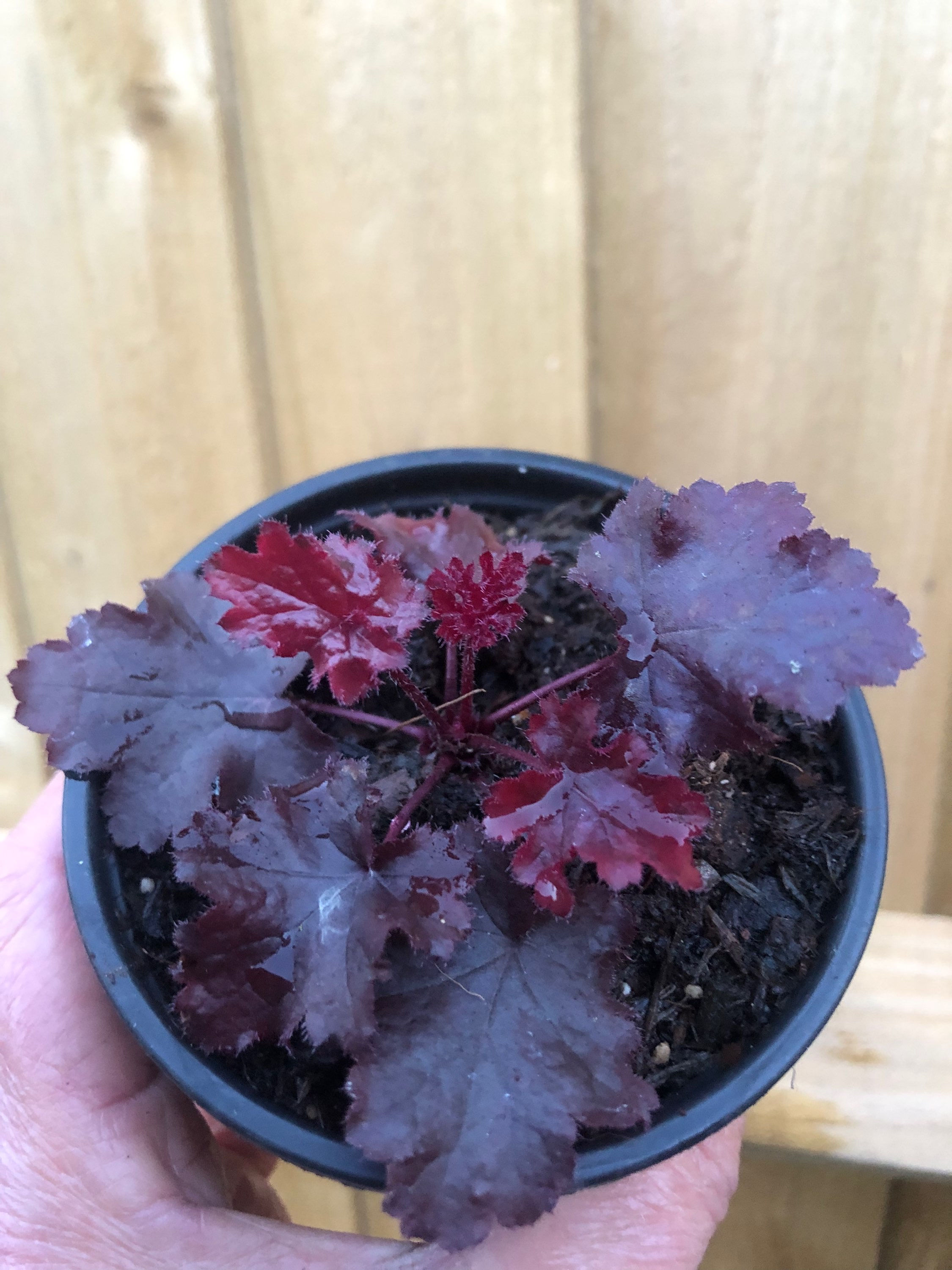 Heuchera 'Black Beauty'