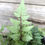 Thumbnail: Athyrium niponicum ‘Pictum’