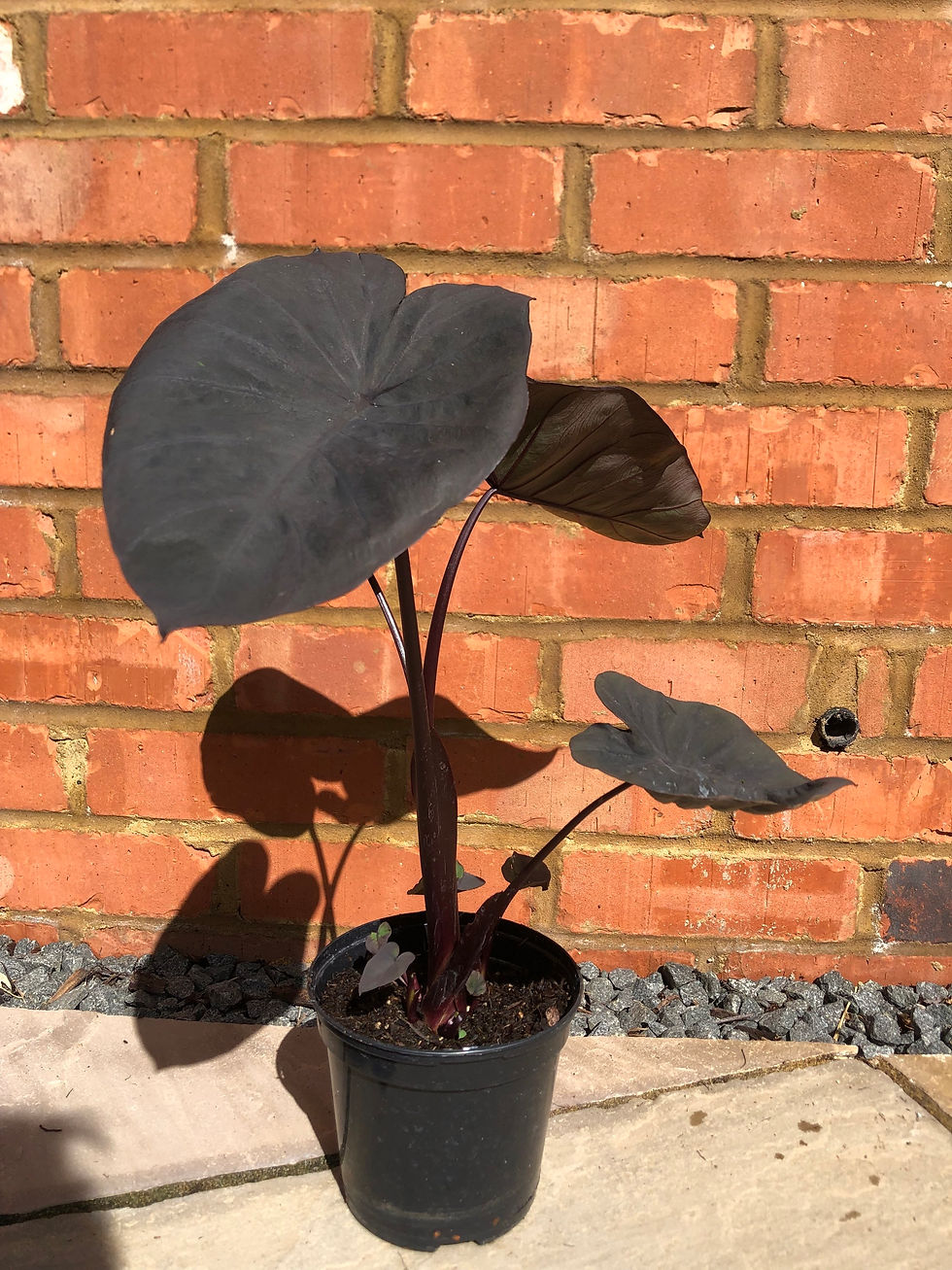 Thumbnail: Colocasia esculenta 'Black Coral'