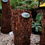 Thumbnail: Dicksonia antarctica straight trunks