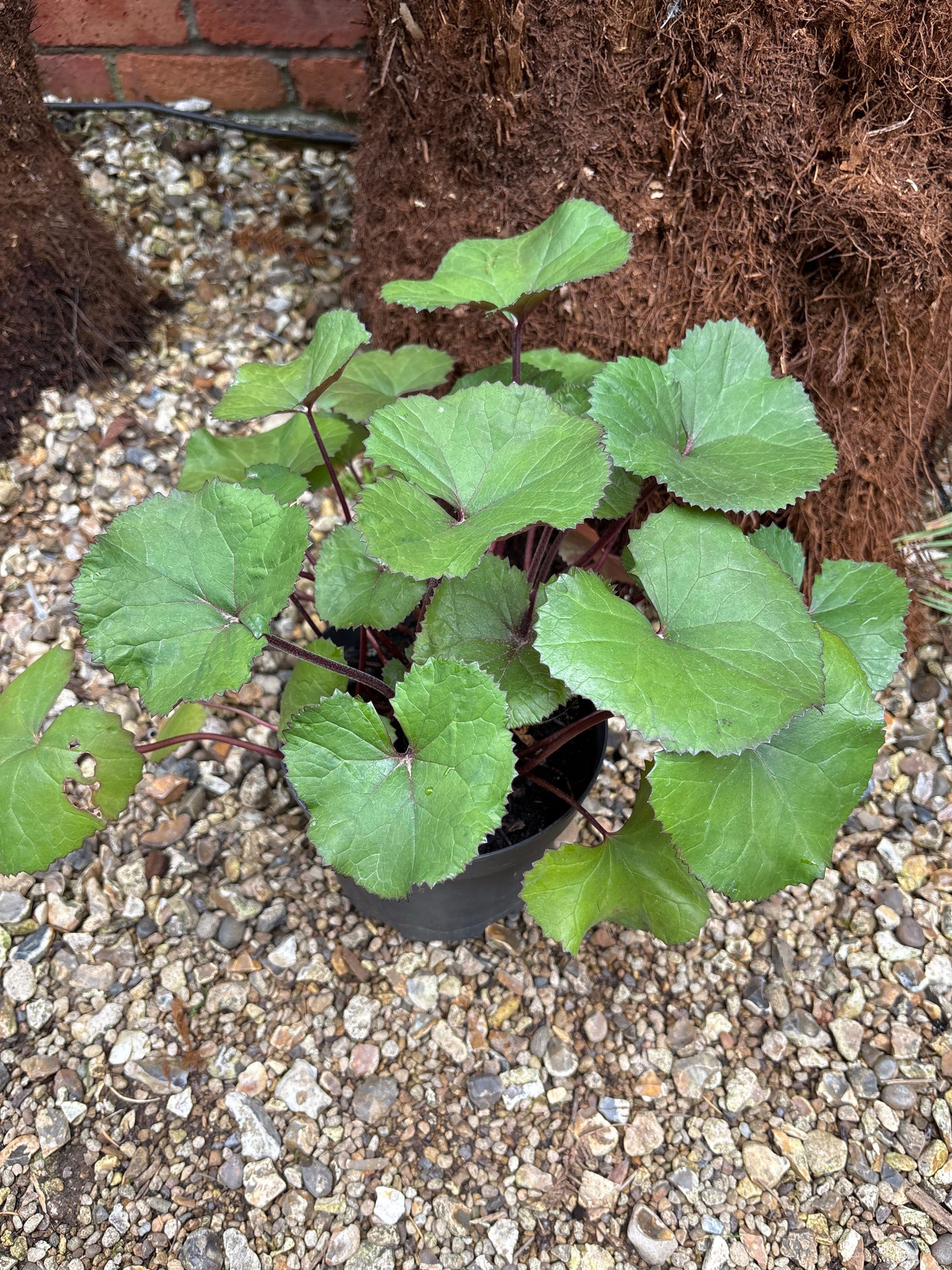Ligularia dentata BBQ Banana