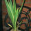 Thumbnail: Yucca gloriosa 'Variegata'