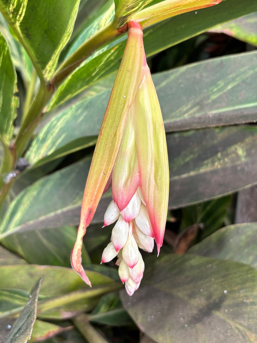 Thumbnail: Alpinia zerumbet 'Variegata'