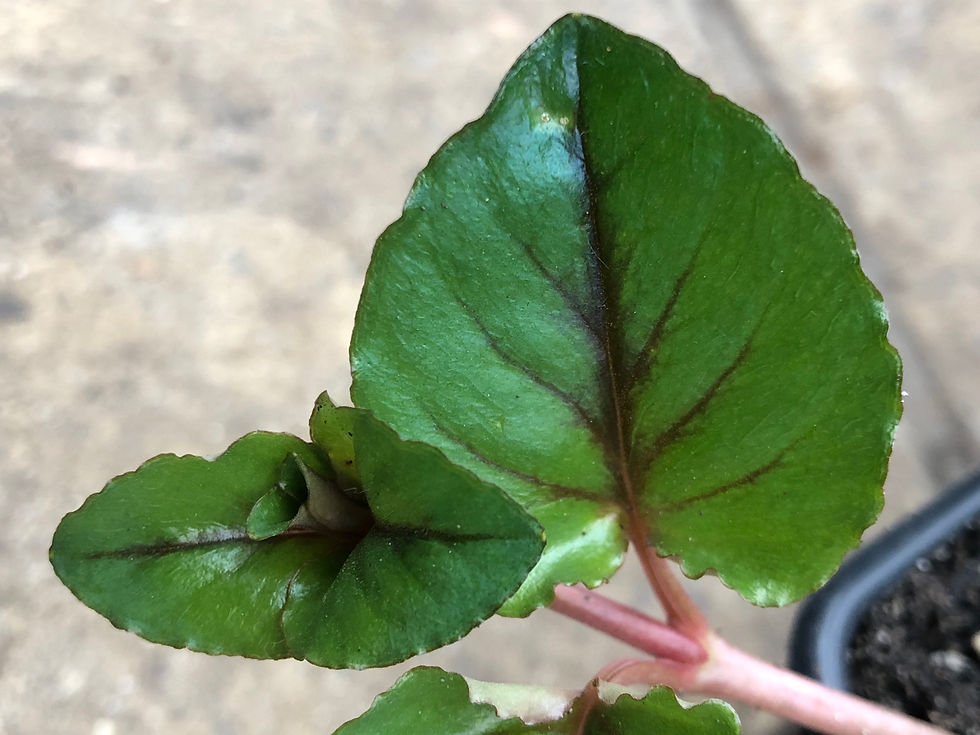 Thumbnail: Lysimachia christinae 'Zixin'